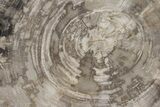 Tropical Hardwood Petrified Wood Dish - Indonesia #210604-1